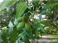 Pecans, unshelled and shelled