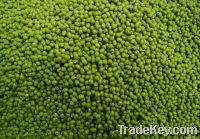 New Crop Chinese High Quality Non GMO Green Mung Bean For Sprouting