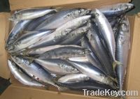 WR pacific mackerel