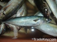 frozen pacific mackerel whole round/HGT