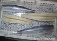 A&B grade frozen spanish mackerel fillets
