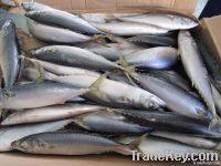 https://jp.tradekey.com/product_view/300-500g-Frozen-Pacific-Mackerel-Fish-1936632.html