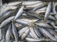 Frozen Pacific mackerel for tuna bait use