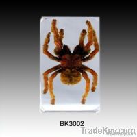 Real Insect Educational Toy Spider(Tarantula)