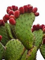 Nopal