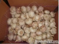 Normal White Garlic 10kg bags
