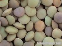 https://jp.tradekey.com/product_view/Chinese-Lentils-1900277.html