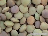 https://jp.tradekey.com/product_view/Chinese-Lentils-3-0-5-0mm--1902830.html