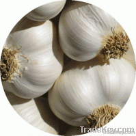 Colossal Garlic-Bulb