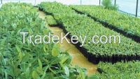 Banana Tissue Culture Plants and other Tissue Culture Plants