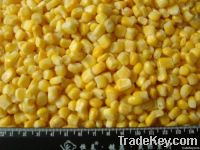 IQF Sweet Corn Kernels/ Frozen Sweet Corn