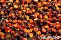 CRUDE PALM OIL (CPO), (RBD) PALM OLEIN, PALM KERNEL OIL, PALM ACID OIL