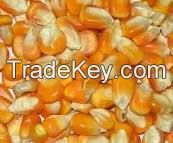 Indian Yellow Corn