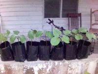 Jatropha Saplings