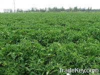 tomato paste brix 36-38%