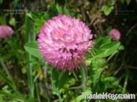 Red Clover P.E., Red Clover P.E.8%, Red Clover P.E.20%, Red Clover P.E.40