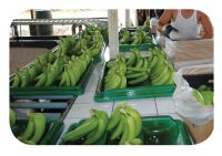 bananas cavendish Class 1 Ecuador