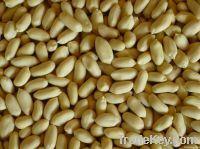 Blanched Peanut