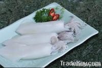 FROZEN SQUID WHOLE CLEANED