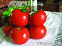 https://es.tradekey.com/product_view/Huahong-Disease-Resistance-Indeterminate-Tomato-Seed-3322847.html