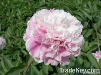 Herbaceous peony