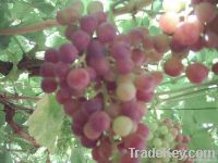 grapes