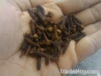 Cloves