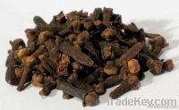 CLOVES