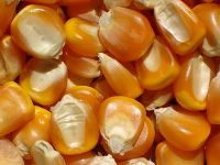 Yellow Corn