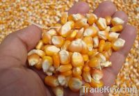 Maize corn