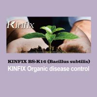 KINFIX BS-K16 (Bacillus subtilis) , organic disease control