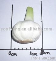 2011 New Garlic
