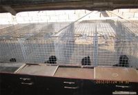 electro galvanized welded wire mesh ISO9001