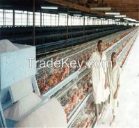 High Quality A Type Multi-tier Layer Chicken Cage for Sale