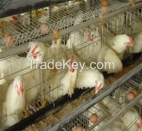 automatic chicken cages for breeders hens
