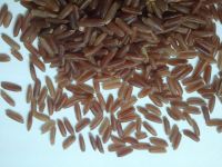 Brown st Rice, 5% Broken