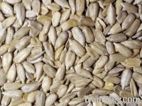 Sunflower kernels