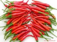 Fresh Chili