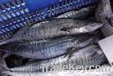 Frozen Mackerel Best Quality