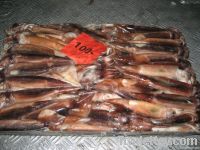 squid Illex