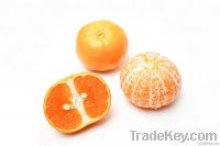Honey Tangerine, Murcott