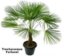 Trachycarpus Fortunei