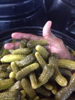 Gherkins in Acid