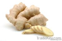 FRESH GINGER