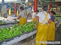 https://www.tradekey.com/product_view/Bananas-Costa-Rica-Low-Price-1950570.html