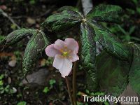 Podophyllum Resin