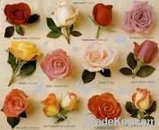 Rose, Lilium, Gerbara, all type of orchid & carnation