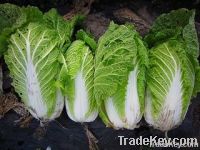 https://www.tradekey.com/product_view/Chinese-Cabbage-1952007.html
