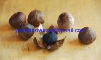 https://jp.tradekey.com/product_view/Black-Garlic-amp-Fermented-Garlic-6581592.html