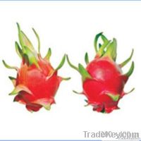 Dragon Fruit